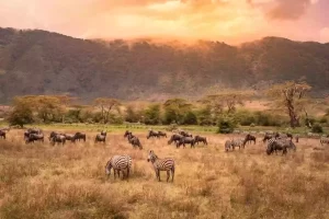 A captivating scene of zebras and wildebeests grazing peacefully in the picturesque Arusha National Park, located within Tanzania's Northern Circuit, during an unforgettable safari adventure.