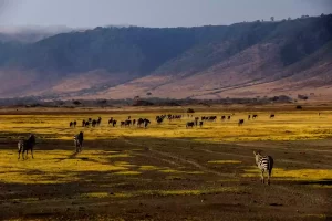 A stunning scene of zebras and wildebeests grazing harmoniously in the iconic Ngorongoro Crater, located within Tanzania's Northern Circuit, during an unforgettable safari adventure.