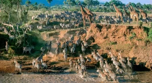 Thrilling Serengeti Adventure: A 3-Day Safari Experience