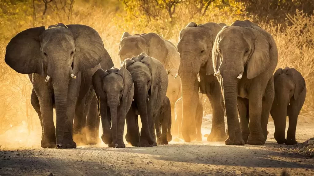 Affordable Tanzania Safari & Tours and Adventure: Unveiling Nature's Treasures