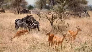 A picturesque scene of zebras and impalas grazing together in the captivating Tarangire National Park, part of Tanzania's Northern Circuit, during an unforgettable safari experience.