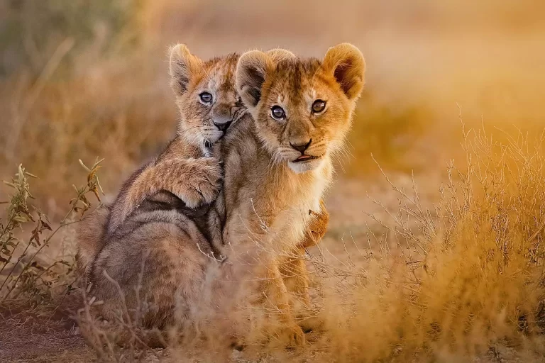 Tanzania safari wildlife