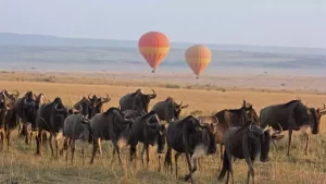 Serengeti national park: A herd of wildebeest running across the Serengeti as hot air balloons float above.