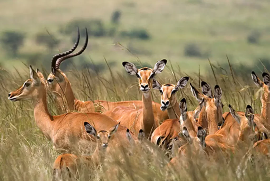 A group of elegant impalas gracefully roam the grasslands of Mikumi National Park, showcasing the park's abundant wildlife.