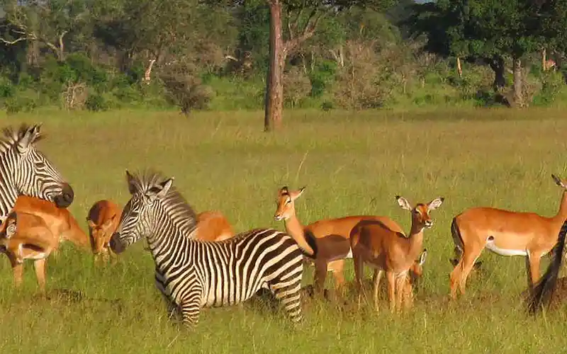A group of zebras and impalas peacefully graze together in the stunning landscapes of Mikumi National Park, showcasing the park's harmonious wildlife coexistence.
