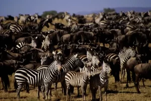 Eastern Sun Safari and Tours' African Wildlife Safari Packages: Wildebeest and Zebra