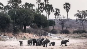 Young Elephants in Ruaha National Park - Eastern Sun Tour and Safaris