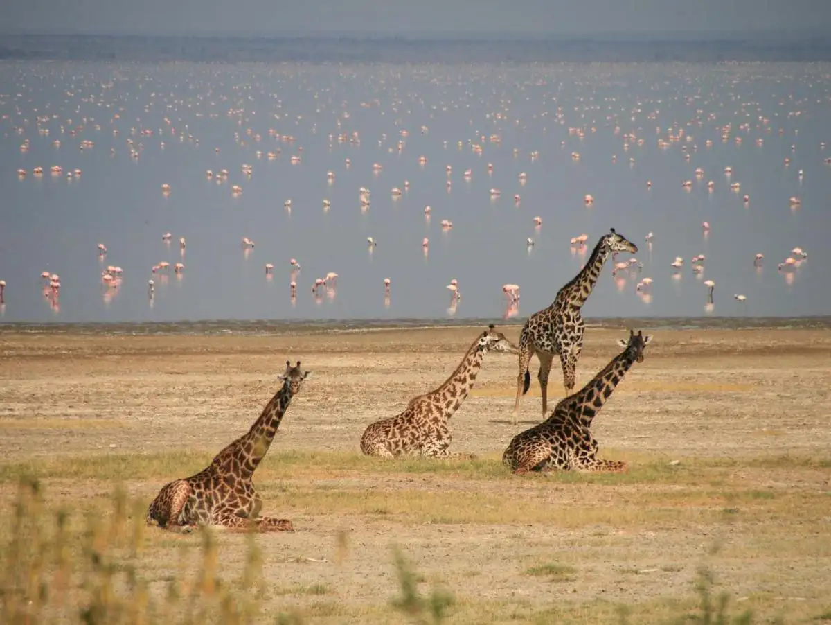 A captivating image of giraffes and flamingos at Lake Manyara National Park, Tanzania. Embark on a wildlife adventure with Eastern Sun Tours and Safaris.