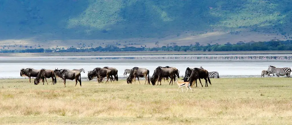 A captivating view of wildebeests, zebras, and flamingos in the Ngorongoro Crater, Tanzania. Explore this natural wonder with Eastern Sun Tours and Safaris.