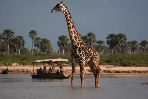 Giraffe in Selous Game Reserve, enjoying a boat cruise along the river.