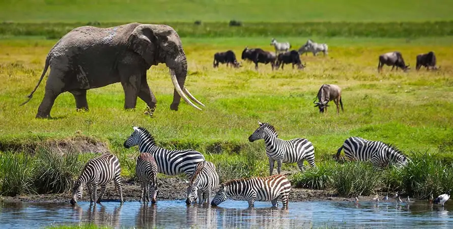 A stunning image showcasing zebras and wildebeests in Serengeti National Park, Tanzania. Embark on a wildlife adventure with Eastern Sun Tours and Safaris.