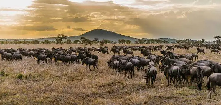 A breathtaking view of the wildebeest migration in Serengeti National Park, Tanzania. Experience the wonders of Tanzania's national parks with Eastern Sun Tours and Safaris.