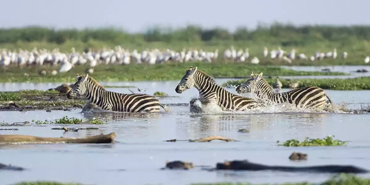 Lake Manyara National Park's Beauty: Flamingos and Zebras with Eastern Sun Tours