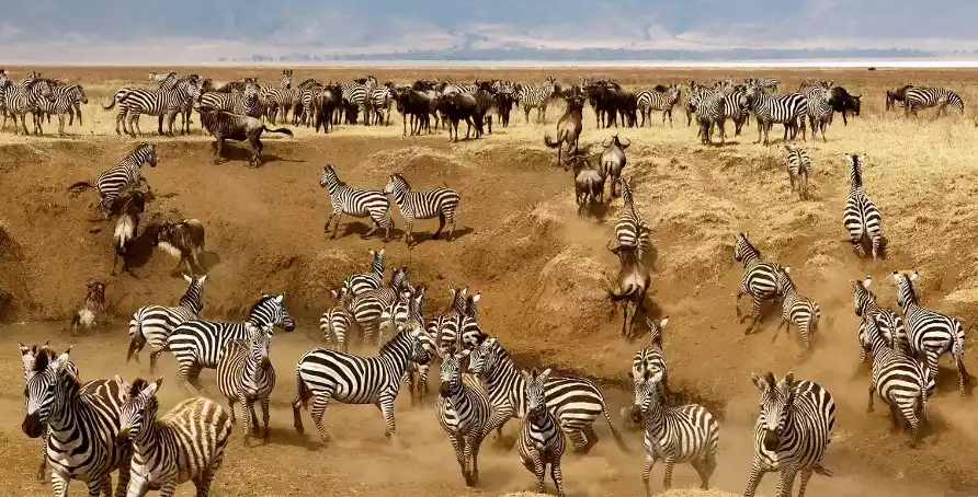 Ngorongoro Crater Wildlife: Wildebeest and Zebras with Eastern Sun Tours