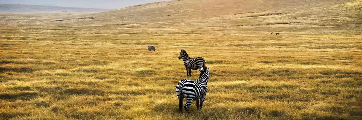 Graceful Zebras of Serengeti National Park: Eastern Sun Tours
