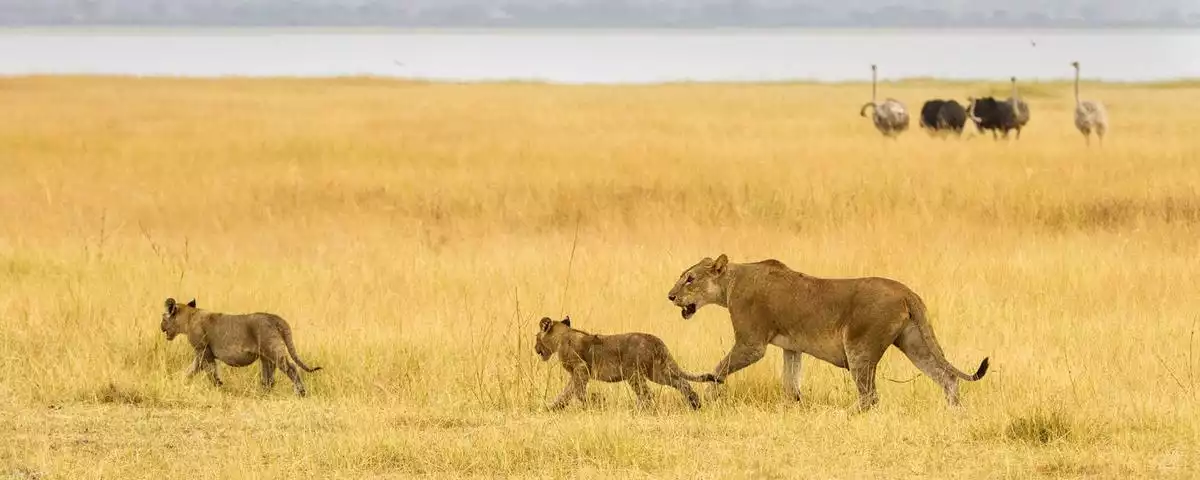 Tarangire National Park Wildlife: Lions, Cubs, and Ostrich with Eastern Sun Tours