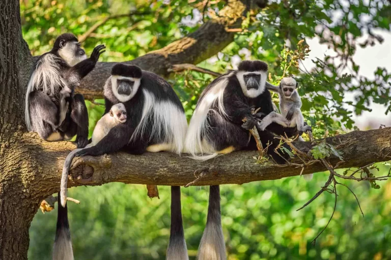 Arusha park colobus aap 1