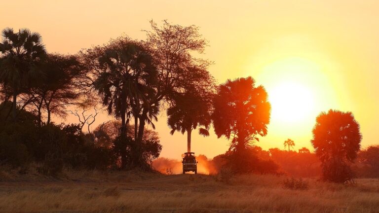 Game Drives at Mikumi National Park Easy Travel Tanzania