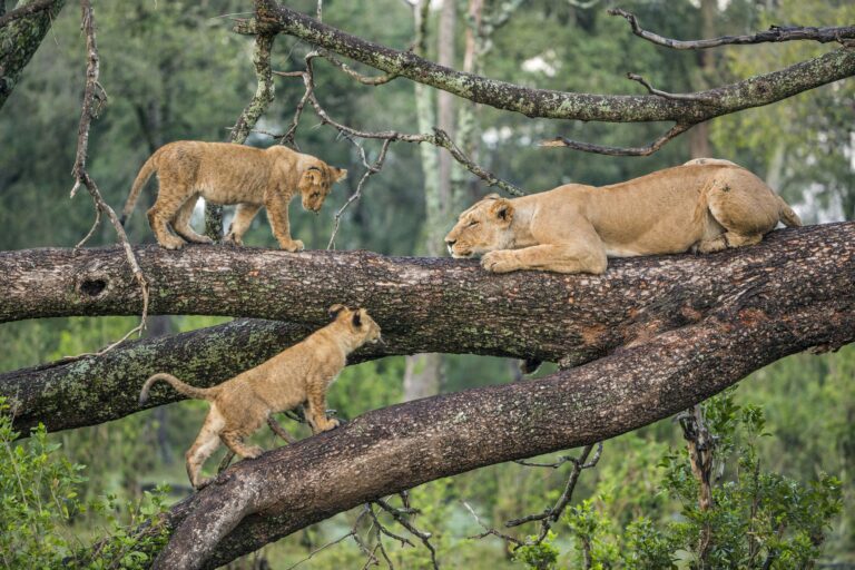 Lake Manyara National Parkss