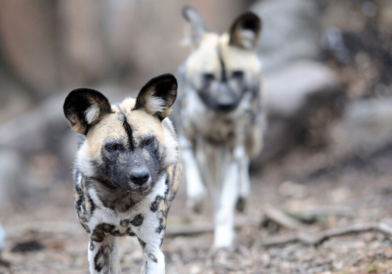 Ruaha National Park 01