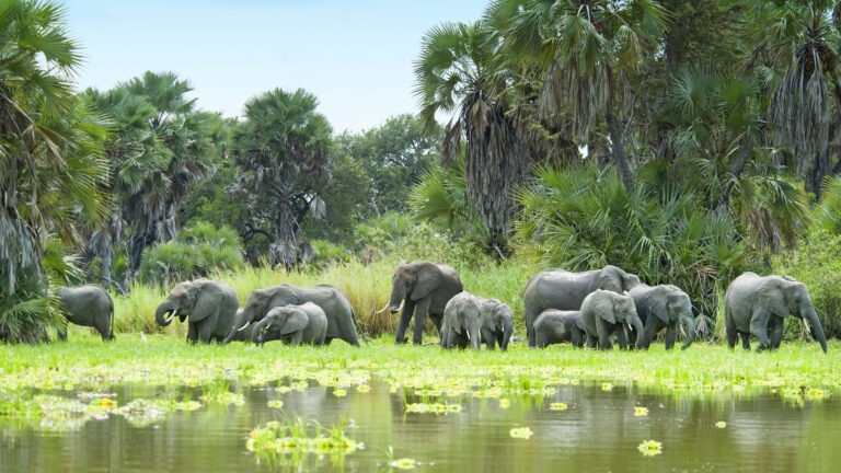 herd of elephants and water selous