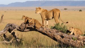 Family-Friendly Tanzania Safaris