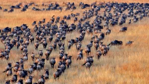 Discover the Great Migration