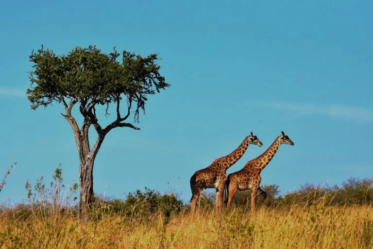wildlife 1536582 1280
